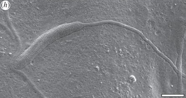 http://rumicn.com/uploadfile/2015/0719/20150719112205838.png