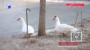 “扶貧鵝”助殘脫困（二）：養(yǎng)殖扶貧基地 為殘疾人提供“一條龍”養(yǎng)殖服務