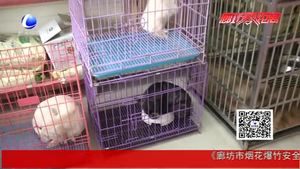 狗年到 狗狗身價大漲啦,！
