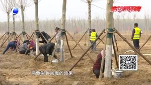 廊坊開發(fā)區(qū)“一地,、一帶、五路”造林綠化工作進(jìn)展順利