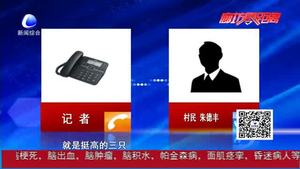 永清縣好心村民救助野生黑天鵝 目前黑天鵝正恢復當中
