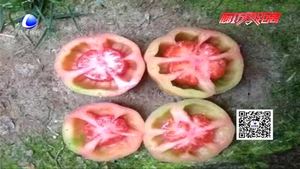 空心西紅柿是打了激素不能吃,？專家辟謠為你壓壓驚