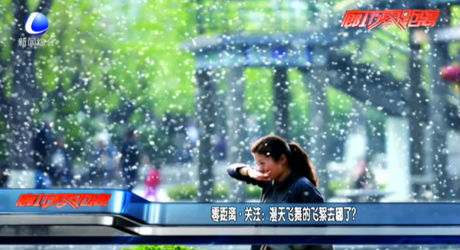 漫天飛舞的飛絮哪去了,？