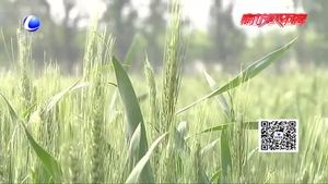 冬小麥春夏季管理技術要點指導