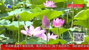 夏至已至 養(yǎng)生應(yīng)護(hù)陽(yáng)
