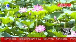 最美是那荷花開 清水芙蓉迎客來(lái)
