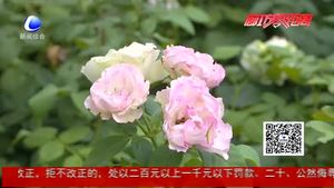 月季養(yǎng)護(hù)記錄表正式投入使用 數(shù)據(jù)化紀(jì)錄月季生長(zhǎng)過程