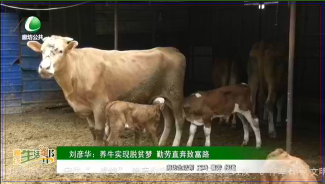 劉彥華：養(yǎng)牛實(shí)現(xiàn)脫貧夢(mèng) 勤勞直奔致富路