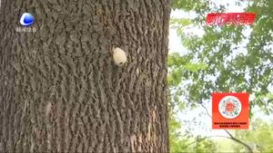 零距離·熱線：樹上生蟲繭？相關(guān)部門回應(yīng)：可生物防治美國白蛾 無害,！