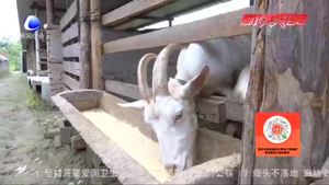 農博士 話農事：山羊夏季飼養(yǎng)管理
