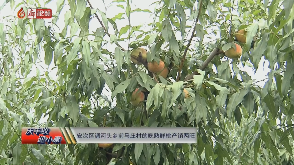 廊視頻 | “慶豐收迎小康”——安次區(qū)調河頭鄉(xiāng)前馬莊村的晚熟鮮桃產銷兩旺