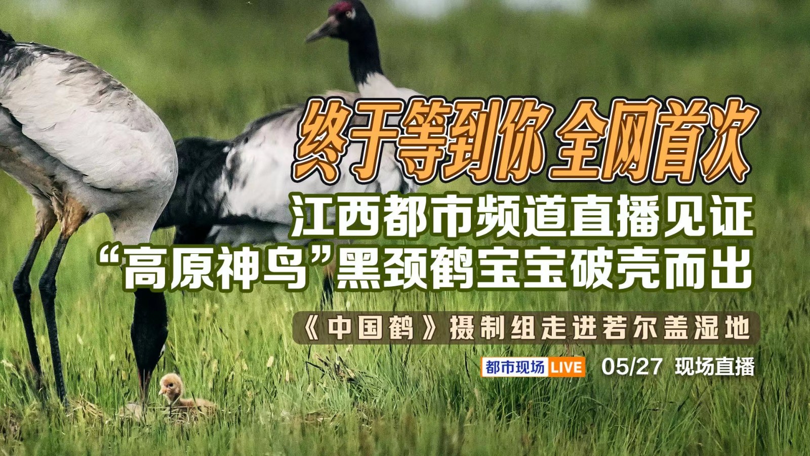 終于等到你 全網(wǎng)首次！江西都市頻道直播見證“高原神鳥”黑頸鶴寶寶破殼而出——《中國(guó)鶴》攝制組走進(jìn)若爾蓋濕地