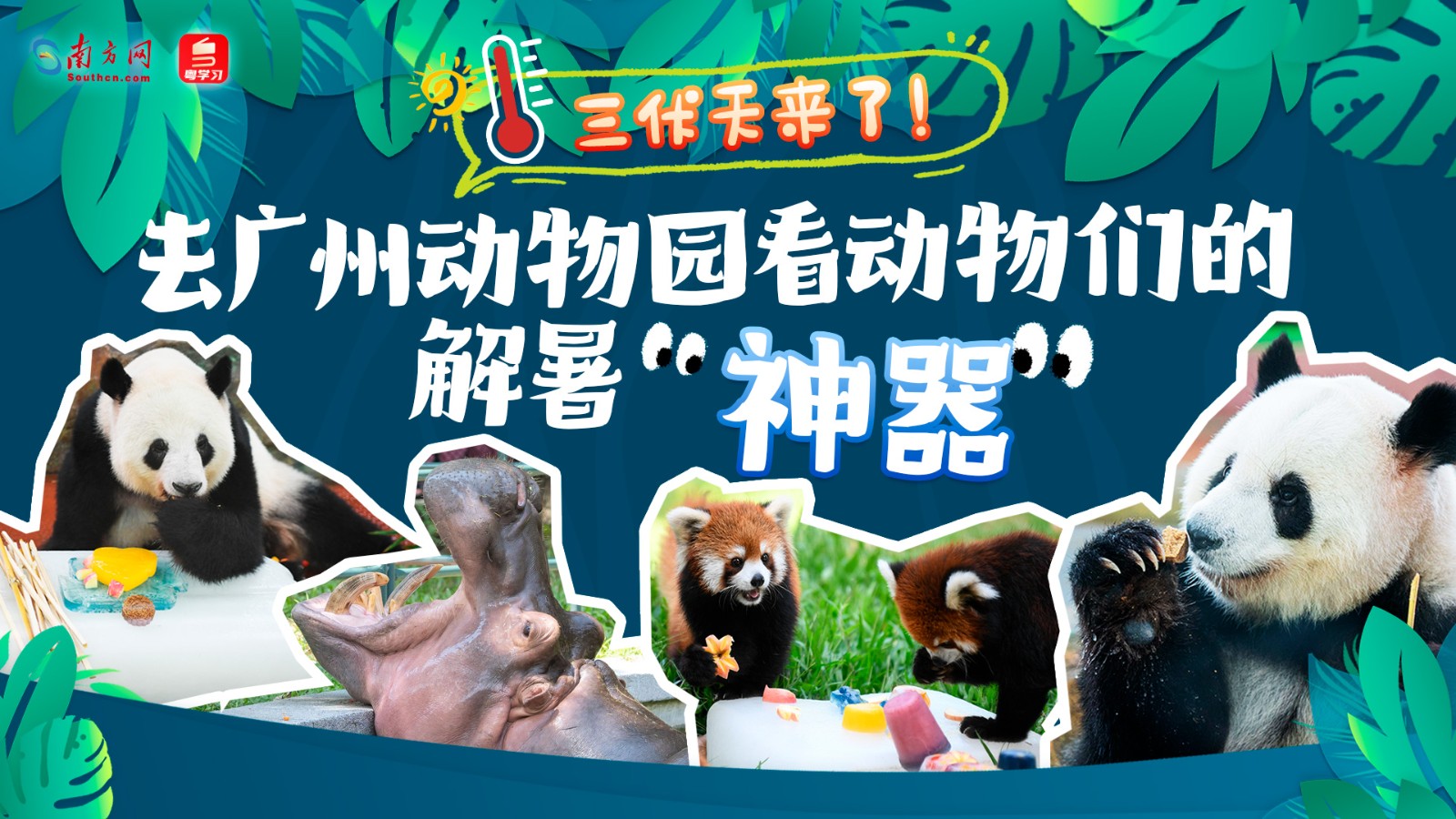 三伏天來了,！去廣州動物園看動物們的解暑“神器”