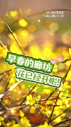 【這里是廊坊】早春的廊坊，花已經(jīng)開啦！